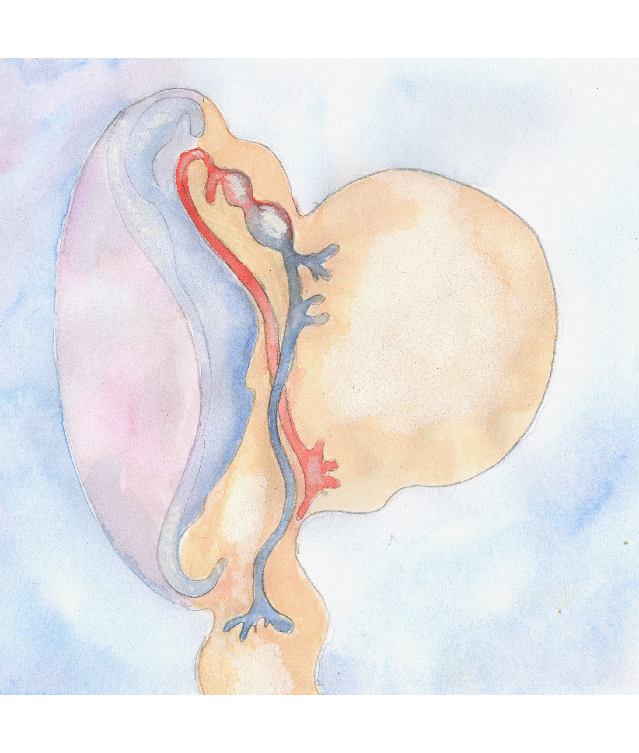 Pl 16 Day 6 First Complete Cardiovascular System+7x9 Pl 16 Day 6 First Complete Cardiovascular System+7x9